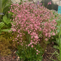 Saxifraga umbrosa 'Clarence Elliott'